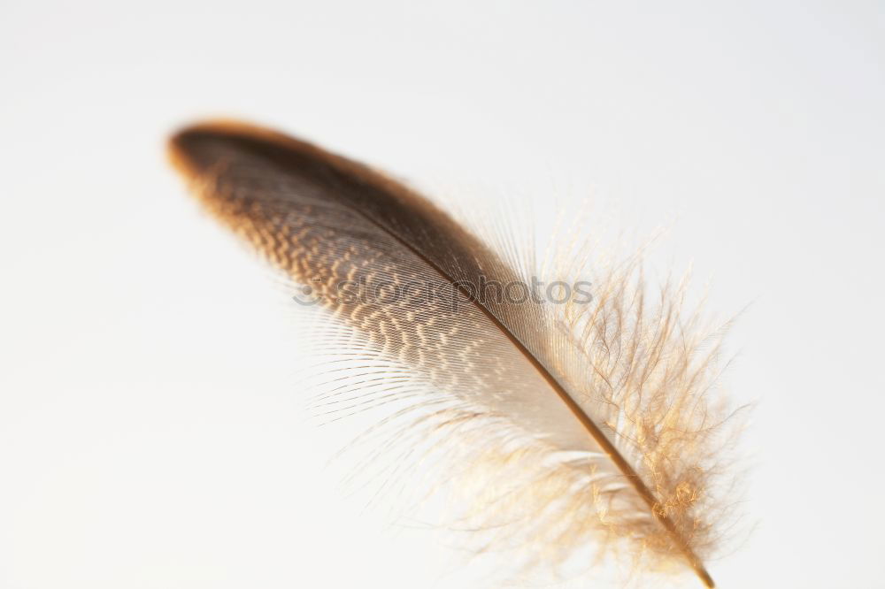 Similar – Image, Stock Photo United Fantasy Work of art