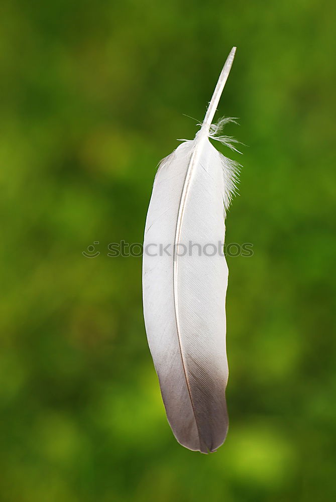 Similar – Image, Stock Photo Four white feathers with golden lace on a dark blue background