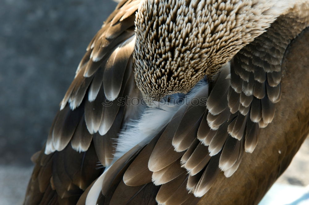 Similar – Image, Stock Photo Dead Dove IV Pigeon Animal