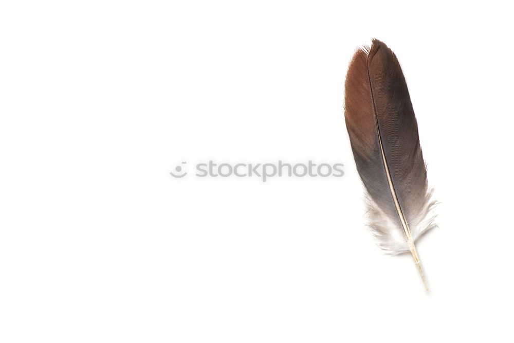 Similar – Image, Stock Photo Four white feathers with golden lace on a dark blue background