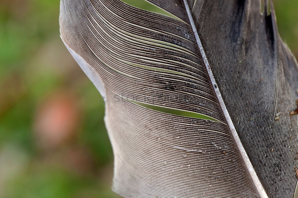 Similar – Image, Stock Photo Autumn Leaf Embrace