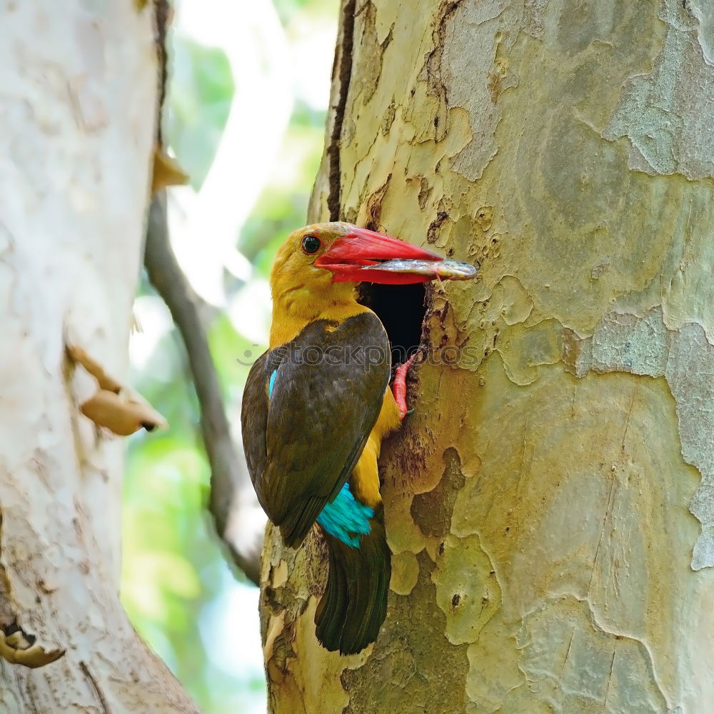 Similar – Image, Stock Photo Wonderful green bird on wood