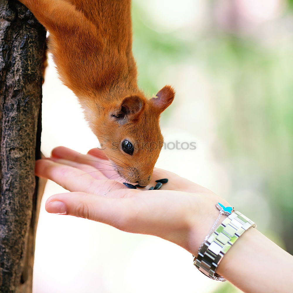 Similar – Foto Bild Eichhörnchen Hand Tier