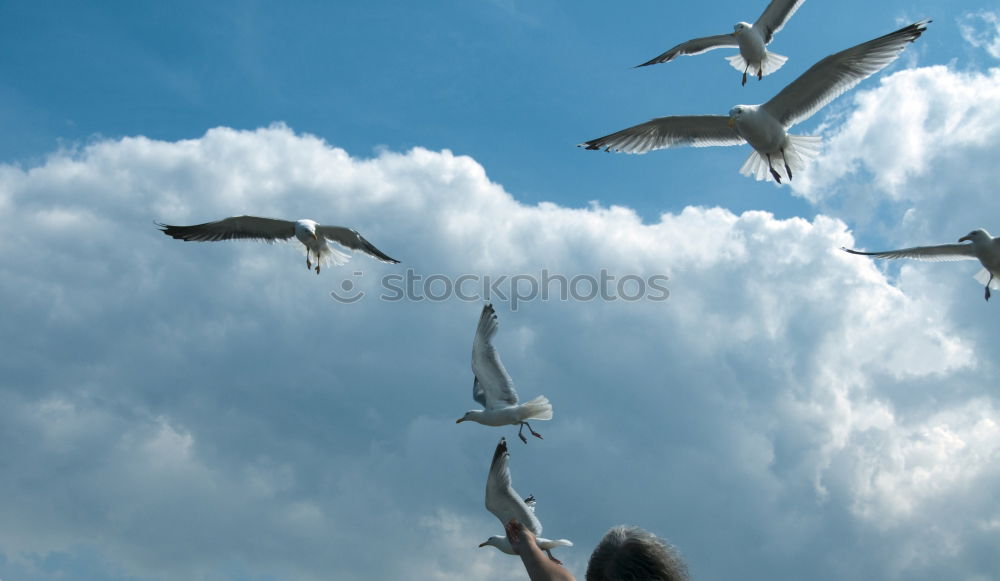 Similar – Image, Stock Photo Leisure time is feeding time (aka The Feeder)