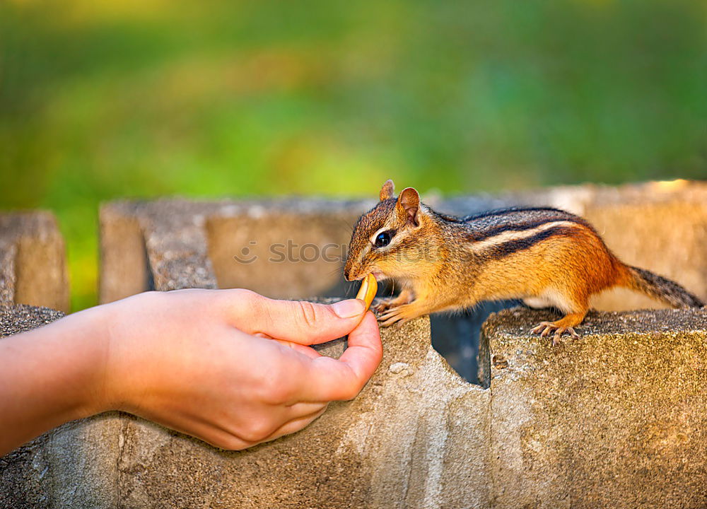 Similar – Foto Bild Eichhörnchen Hand Tier