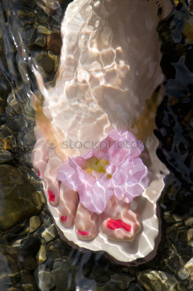 Image, Stock Photo jellyfish Jellyfish