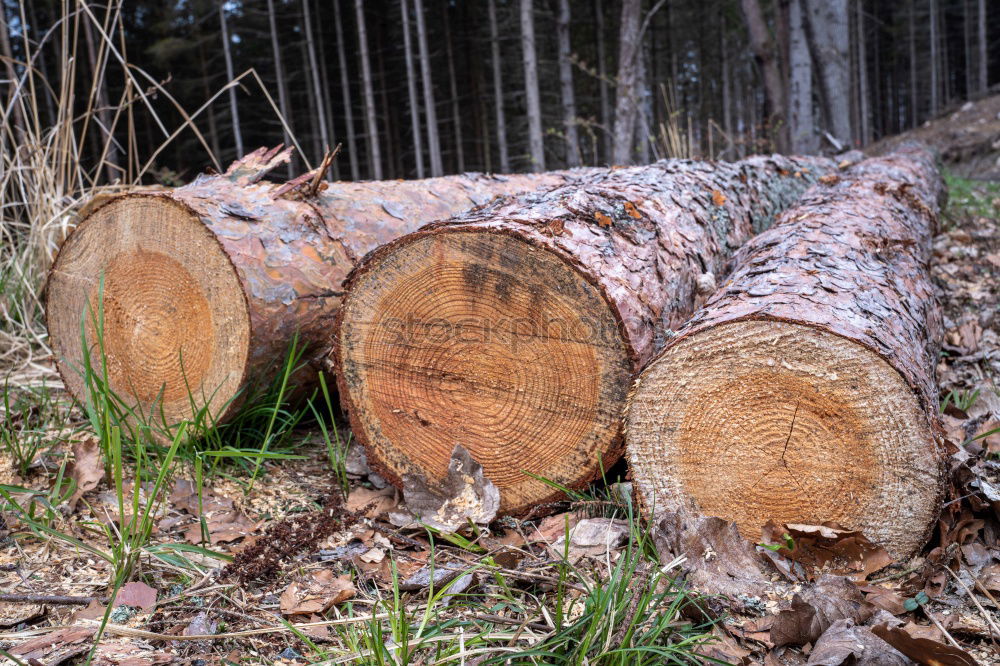 Holz vor der Hütte