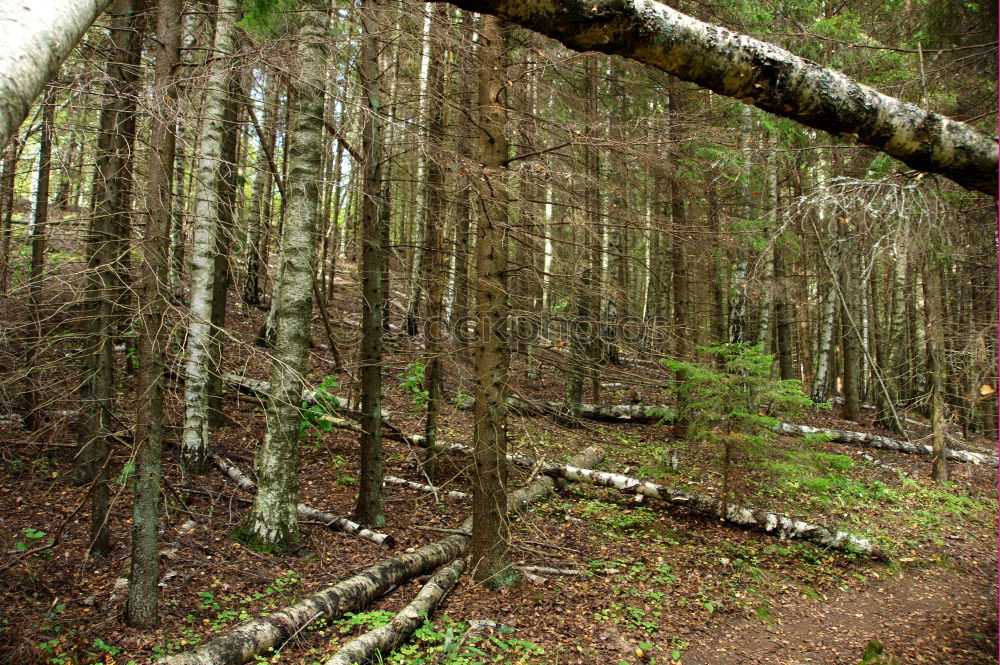 descent Wall (building)