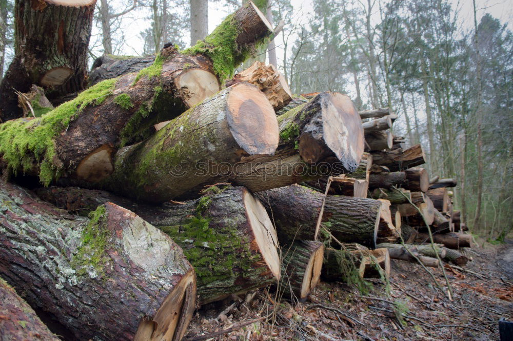 Similar – Image, Stock Photo Tree mushrooms 2 Forest