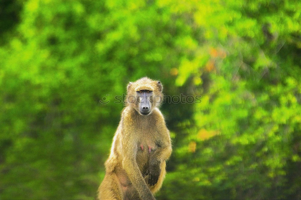 Similar – Three Animal portrait Blur