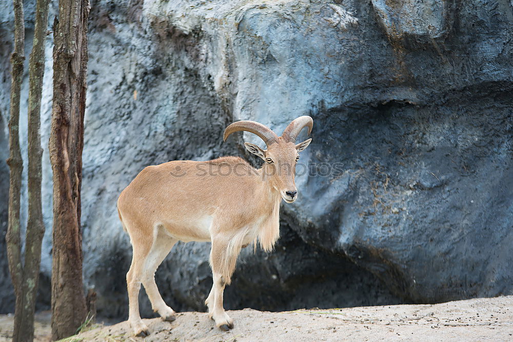 Similar – König der Berge Wildtier