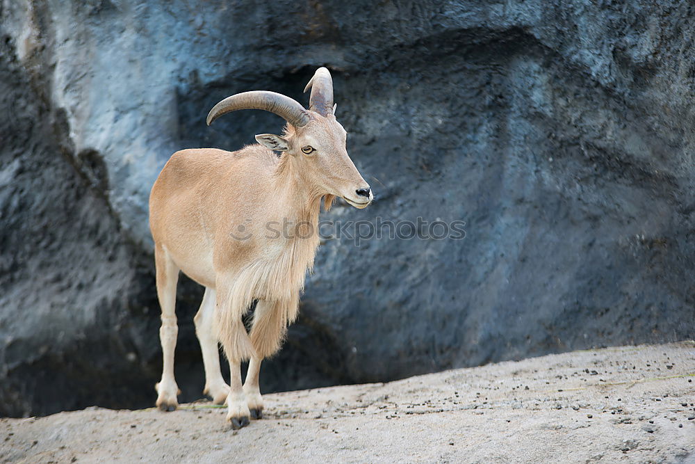 König der Berge Wildtier