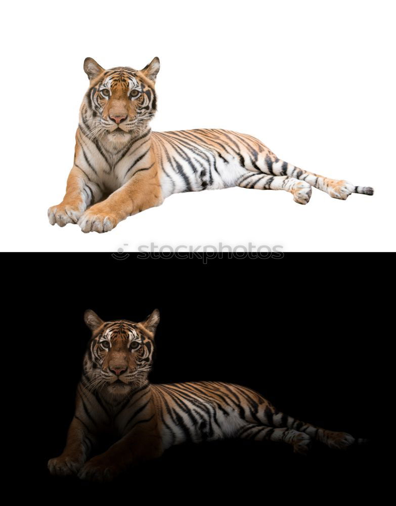 Similar – pixelated I Tiger Zoo