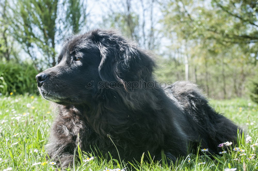 Image, Stock Photo Full snout Animal Grass