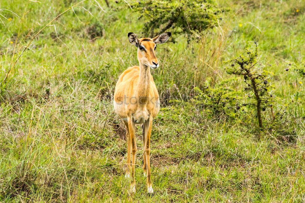 Image, Stock Photo female bush guib in the savannah