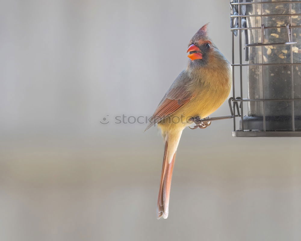 Similar – Image, Stock Photo robin Animal Wild animal