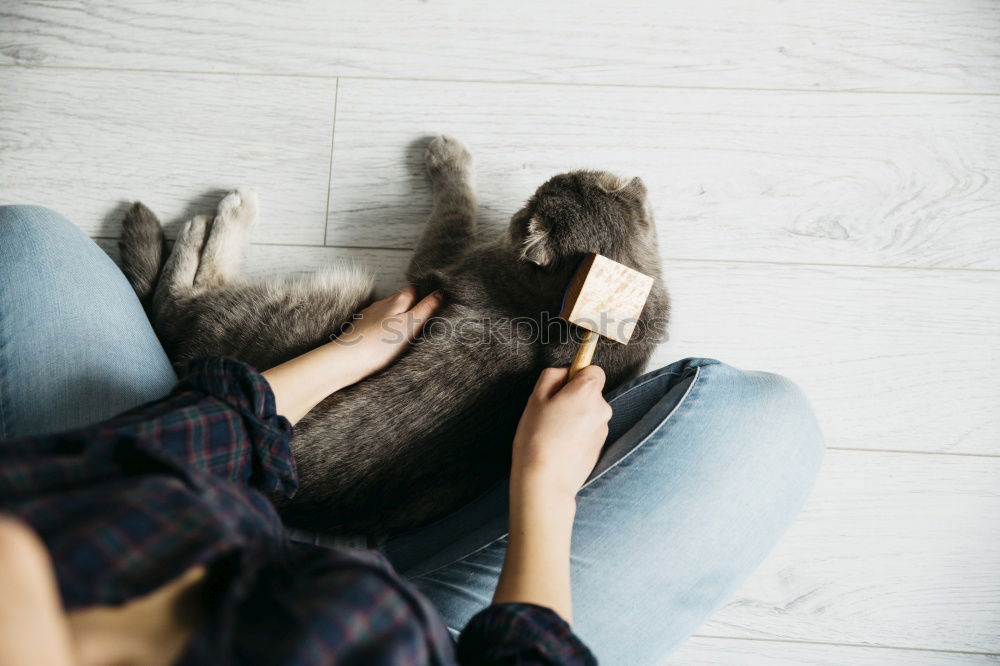 Similar – portrait of a Cute brown toy poodle with owner