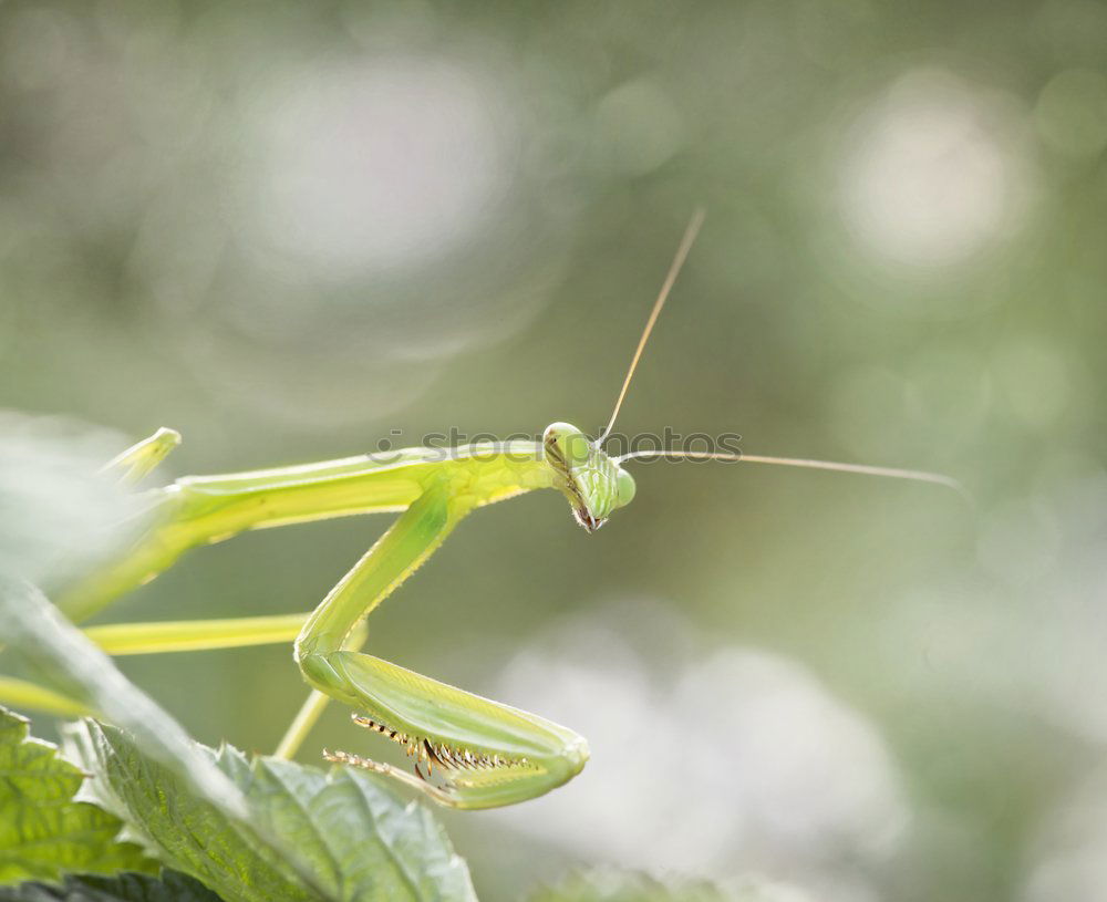 Similar – Image, Stock Photo , Locust Green Wood Animal