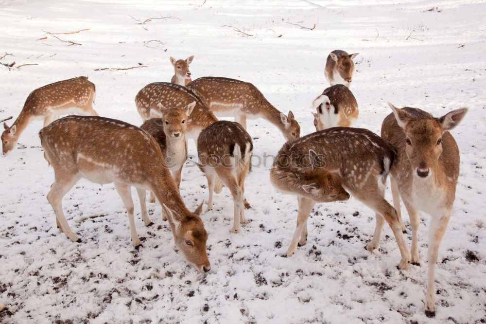 Bambi Roe deer Enclosure