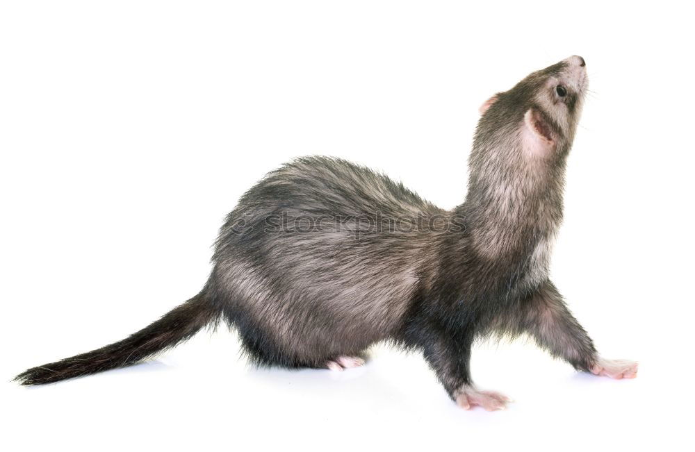 Similar – portrait of lesser mole rat