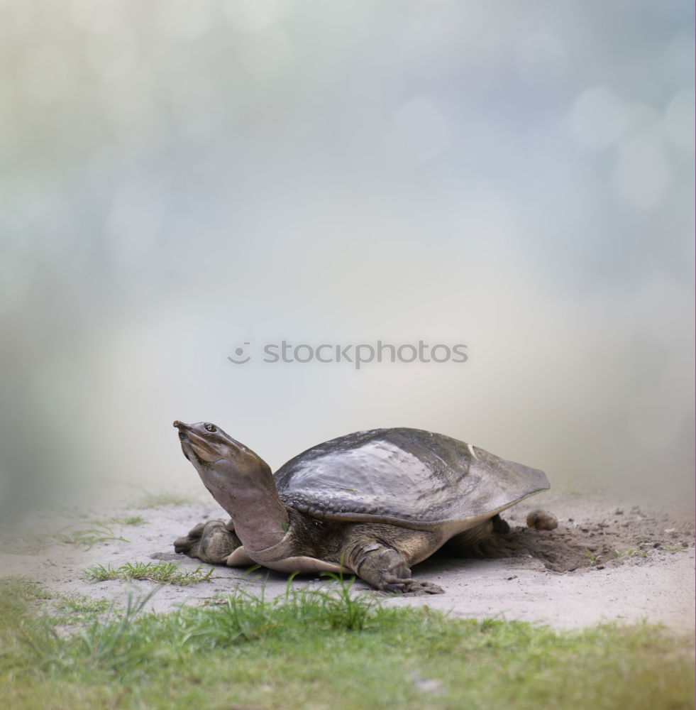 Foto Bild flying turtle Schildkröte