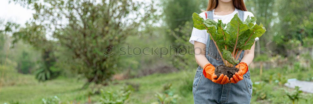 Similar – Woman hold parsnips in basket in the garden