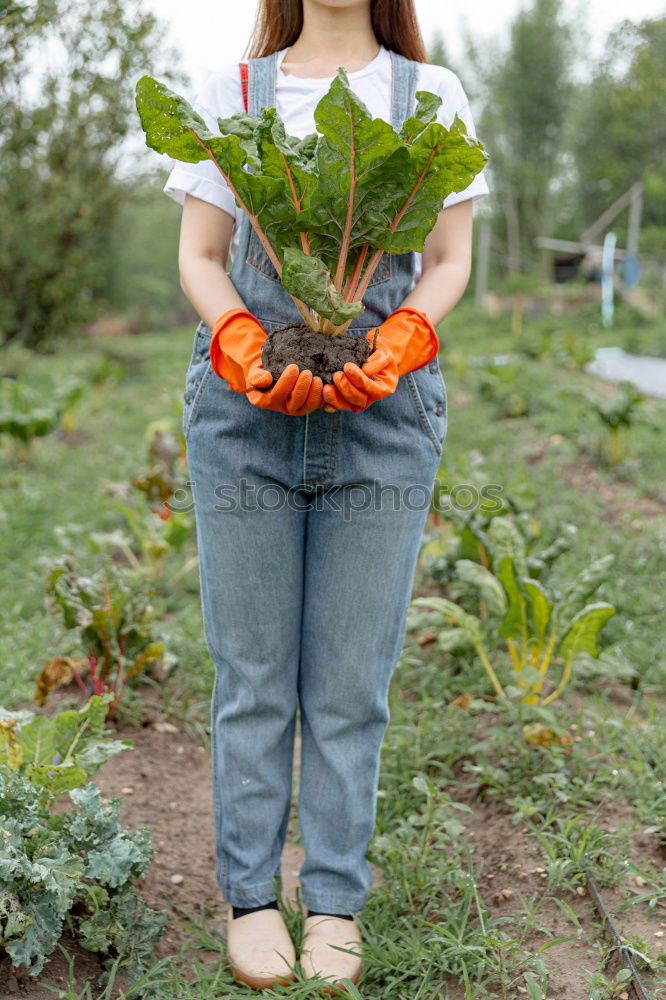 Similar – Image, Stock Photo Vegetable harvest;