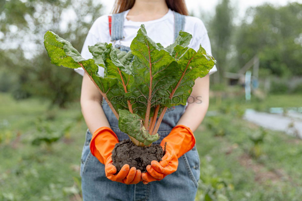 Similar – Image, Stock Photo Vegetable harvest;