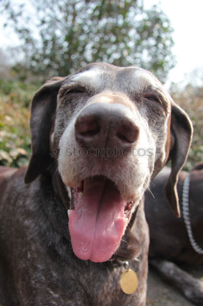 Similar – Foto Bild Penntüte Hund schlafen