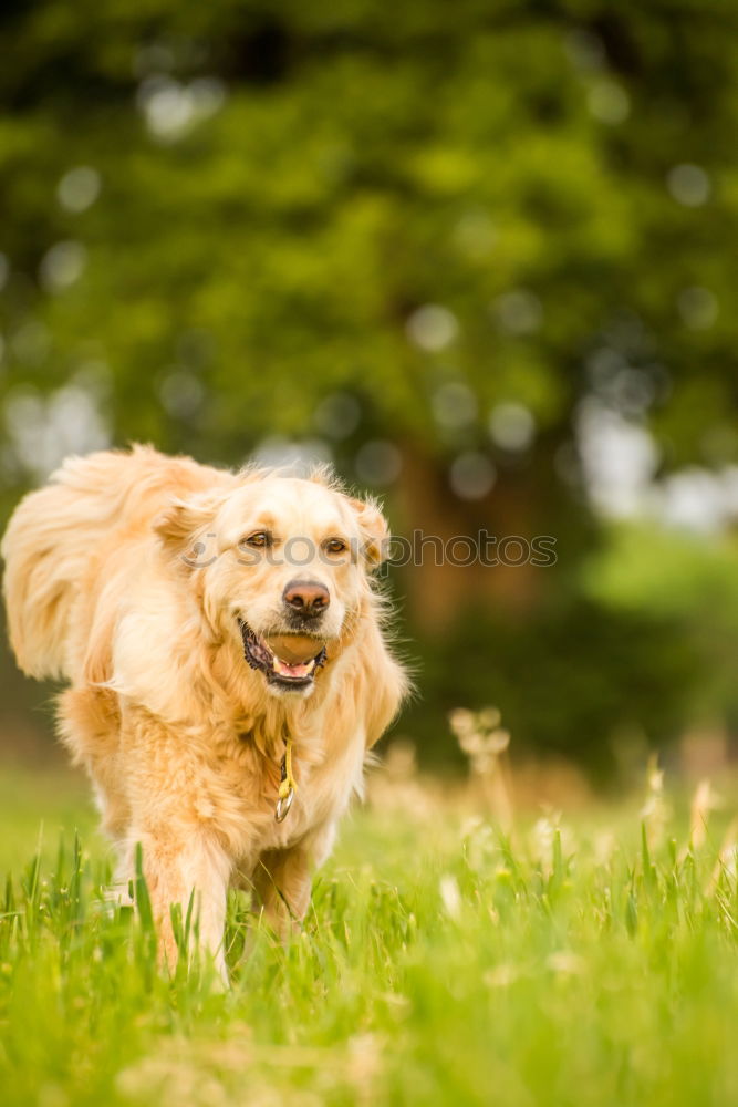 Similar – Image, Stock Photo Dog with ball Nature