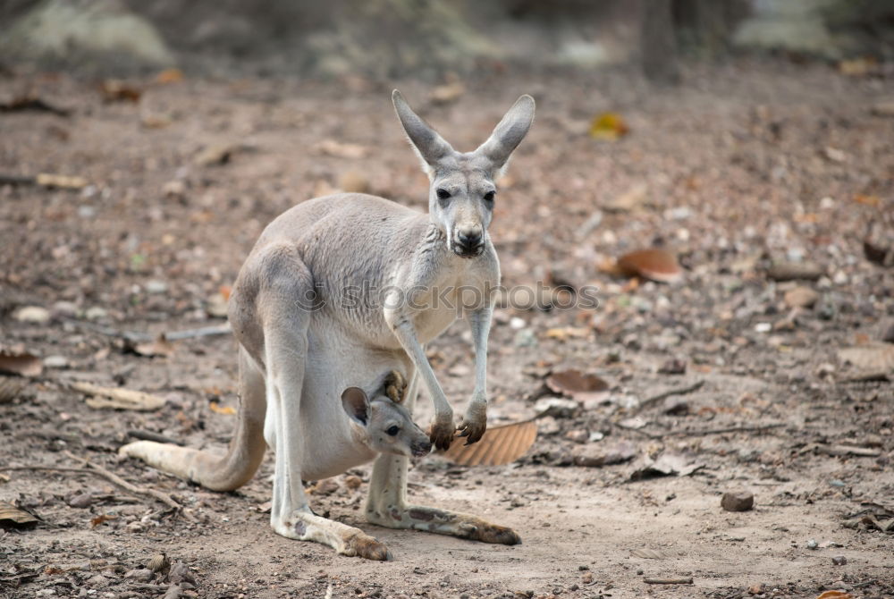 Similar – Little wallabee kangaroo