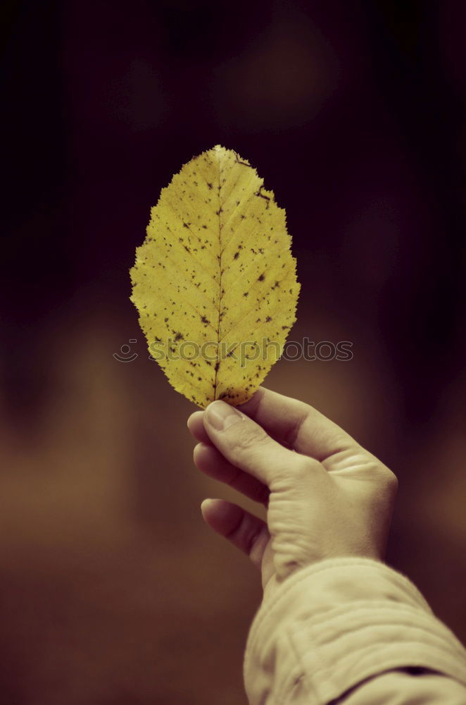 Similar – Image, Stock Photo children’s hands VI Child