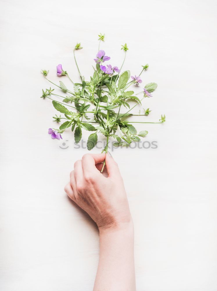 Similar – Image, Stock Photo Female hand holds flowers