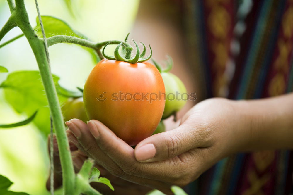 Similar – Image, Stock Photo Picking tomatoes in basket