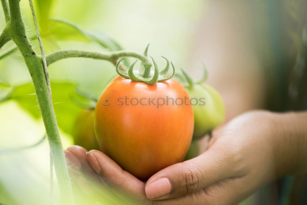 Similar – Image, Stock Photo Sugar peas in children’s hands