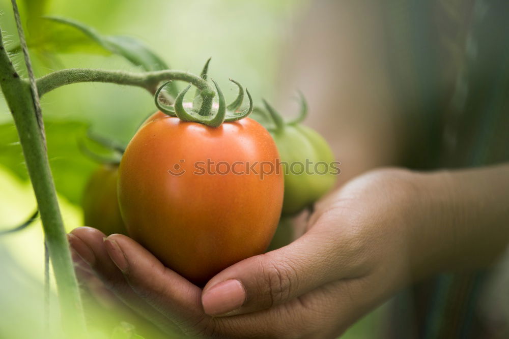 Similar – Image, Stock Photo Sugar peas in children’s hands