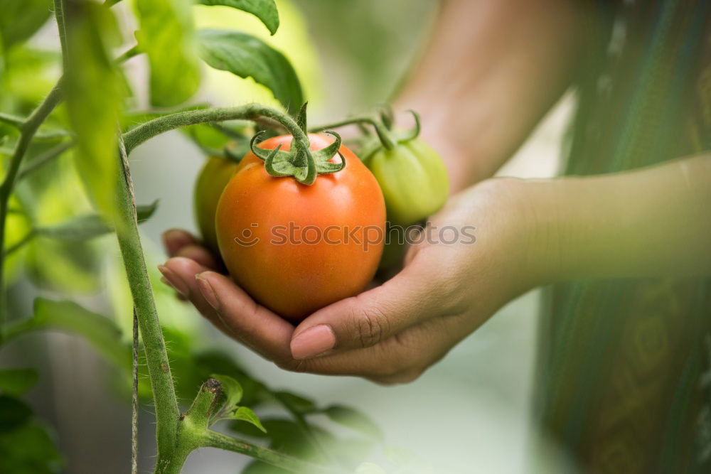 Similar – Image, Stock Photo Sugar peas in children’s hands