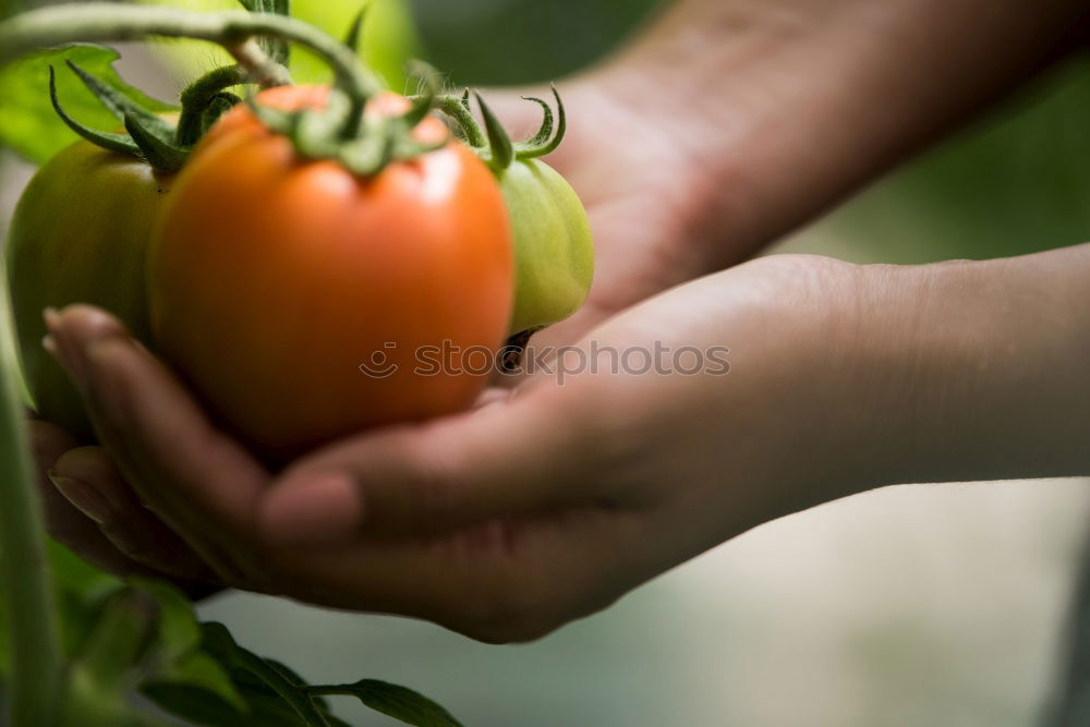 Similar – Picking tomatoes in basket