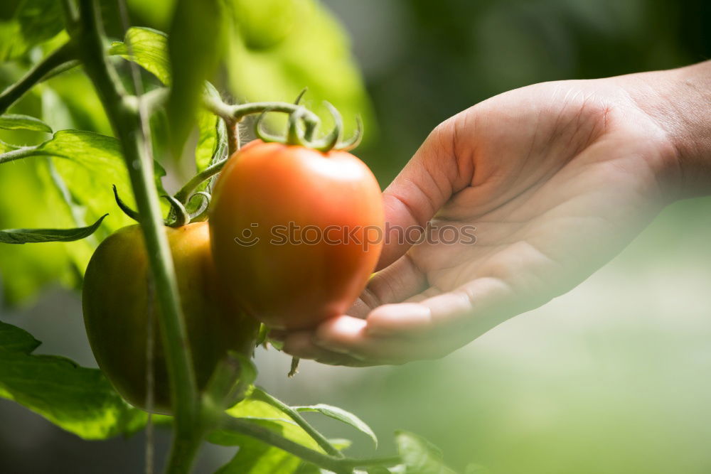 Similar – Image, Stock Photo Picking tomatoes in basket