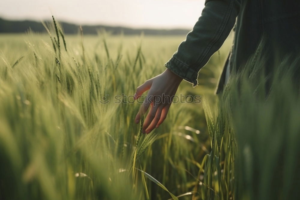 Similar – Für eine Hand voll Weizen