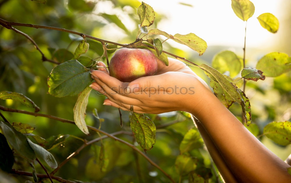 Similar – Image, Stock Photo one apple a day Food Fruit