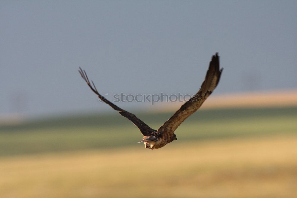 Similar – Foto Bild abflug Umwelt Natur