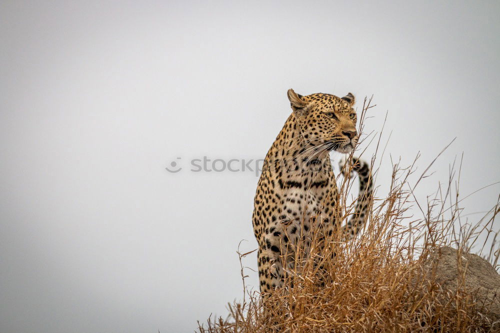 Similar – Leopard #16 Tourism Safari