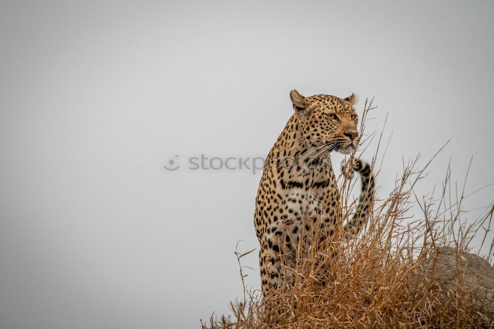 Similar – Image, Stock Photo Cheetah #4 Tourism Safari