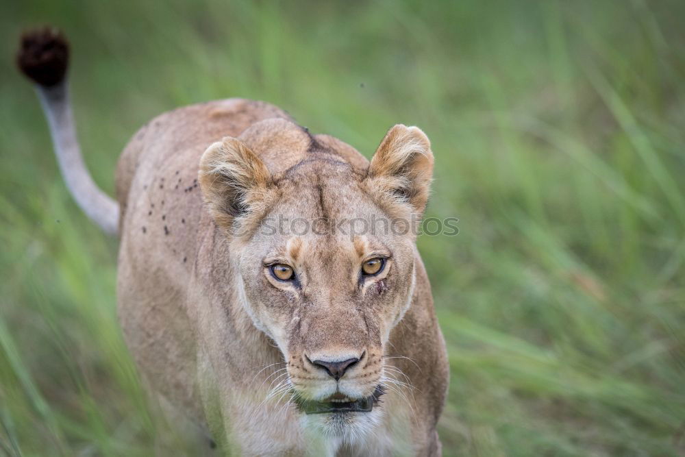 Similar – Image, Stock Photo In the view of the lioness