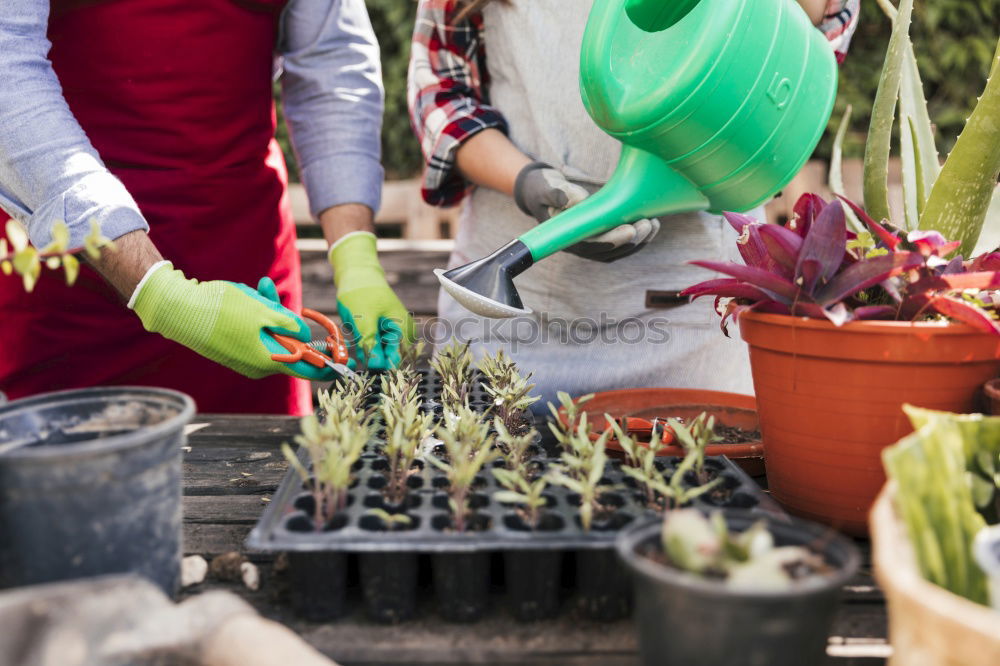 Similar – Image, Stock Photo Woman’s hands transplanting plant.