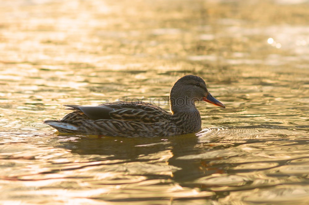 Similar – Image, Stock Photo ladies’ choice Duck Bridge