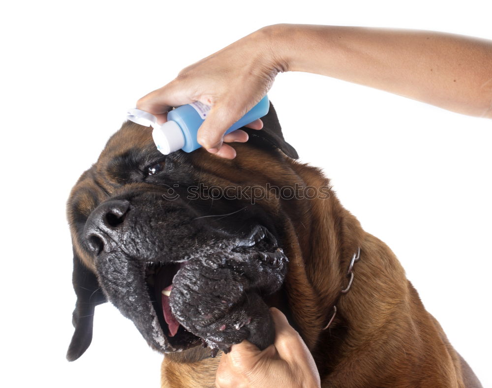 Similar – Hand with syringe and dog preparing for vaccine injection