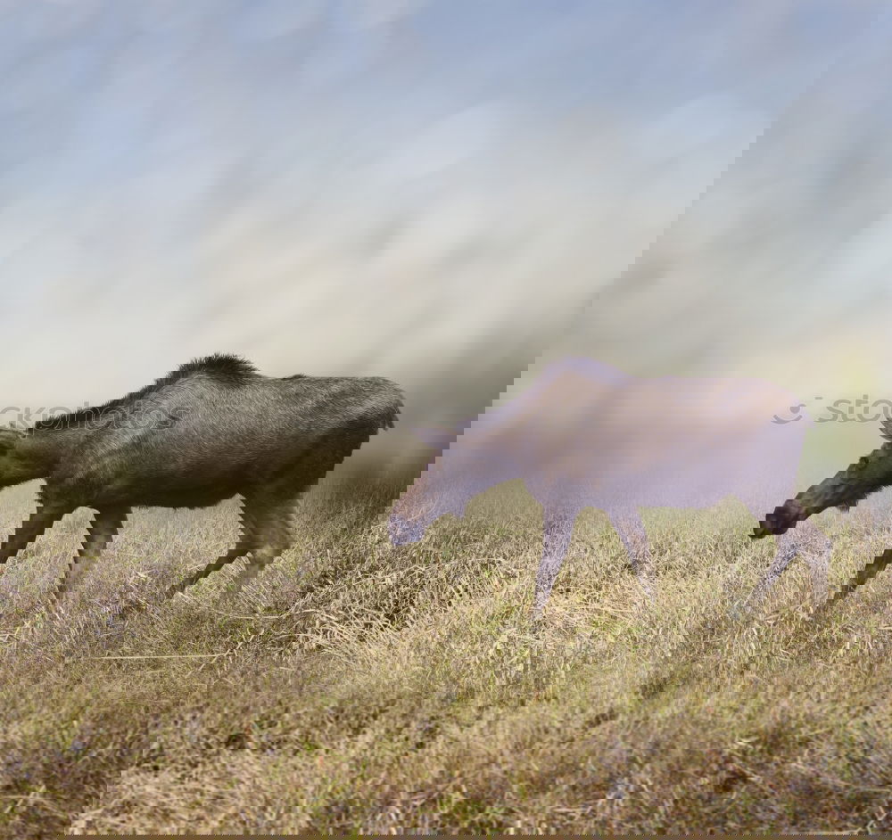 Similar – Foto Bild Müde bin ich …