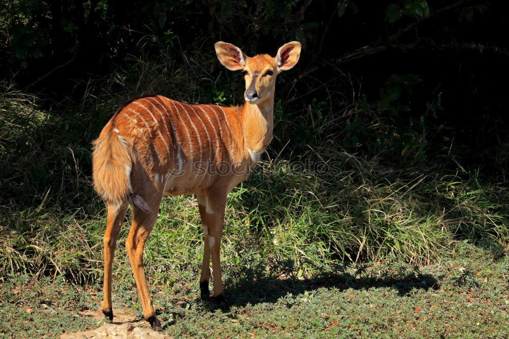 Similar – Image, Stock Photo impala look